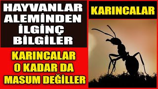 Karıncalar Hakkında Bilmediğiniz Şaşırtıcı Bilgiler - Hayvanlar Alemi Part-1