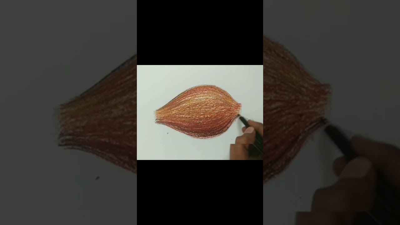 How to Draw & Colour Coconut  for Elementary & Intermediate 