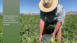Growing Red Seedless Watermelon at Durst Organic Growers