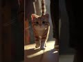 Your Cat Chose You 😼❤️ (And Here’s Why)