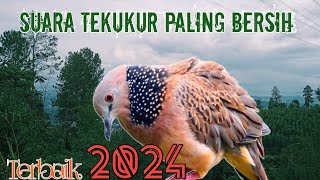 Pancingan Tekukur Terbaik ~ Bersih Terbaru 2024