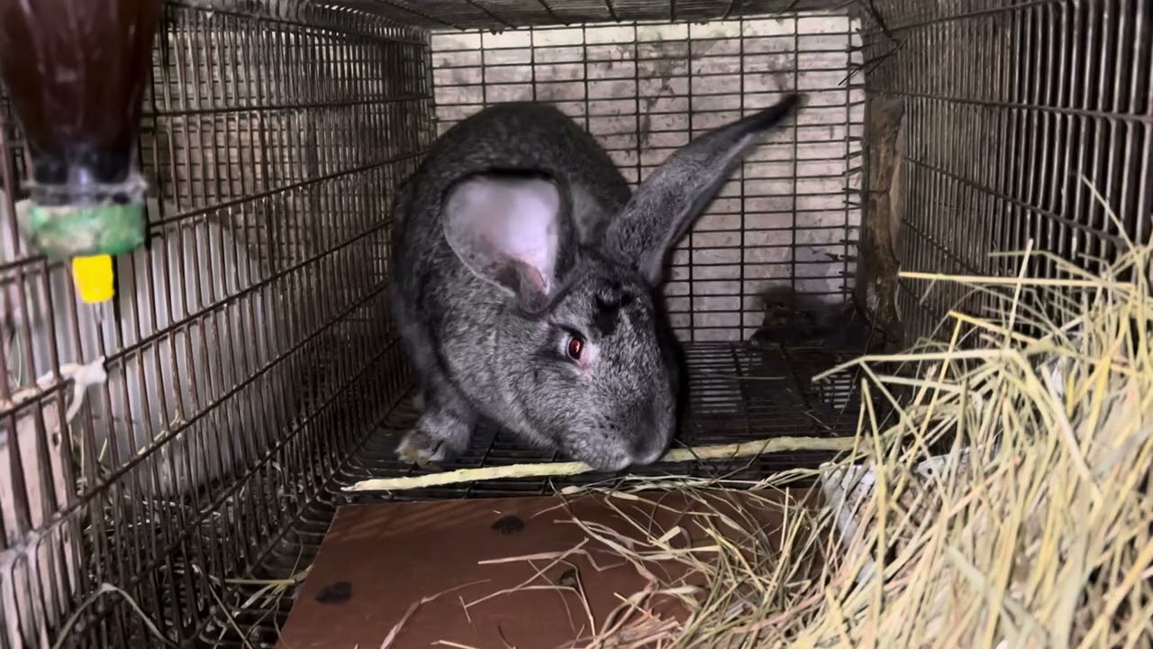 Наші кролики.. Поповнення!! Купили Європейська Шиншила. Кролики на сітках @krolyky_ternopil