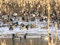 Waterfowl feeding in a corn/moist soil-wetland in Calhoun County, Illinois