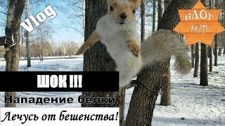 ШОК! ЧП!!!! На меня напала белка! Лечусь от бешенства. ШОК! ЧП!!!! На меня напала белка! Лечусь от бешенства.