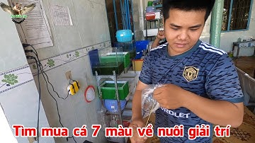 Cùng đứa bạn hàng xóm đi tìm mua cá 7 màu về nuôi giải trí│Yêu Miền Tây 63