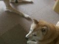雨降りの午後は♪(Hokkaido Dog・Saluki) の動画、YouTube動画。