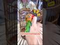 Lovebird Biting? 🐦 Try This Secret Bonding Hack! |#shorts #lovebirds