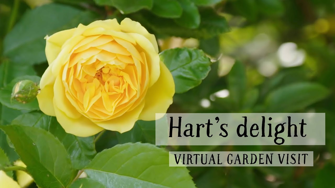 Хэмблдон-хаус, Хэмпшир; восторг Харта