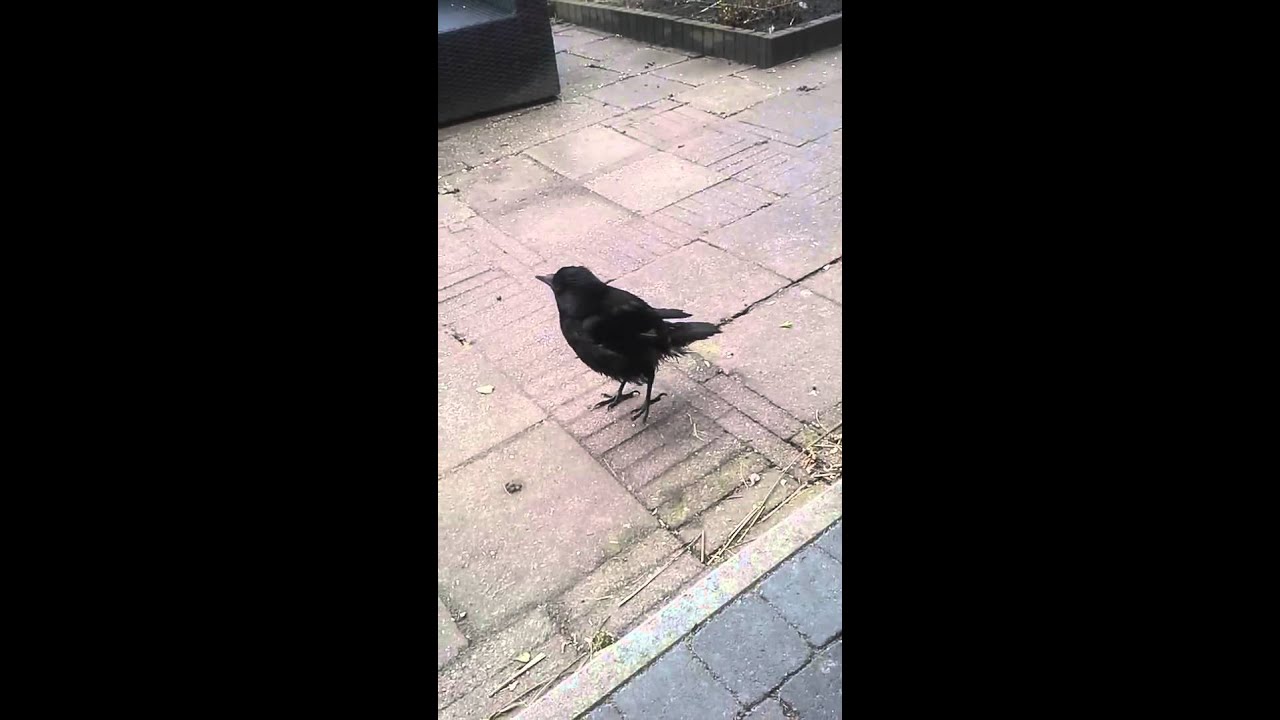 Ворон переехал. Funny Crow chicks photo.