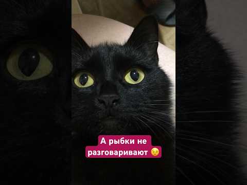 Рыбка моя #приколы #кошки #животные