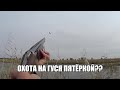 Охота на гуся пятёркой??