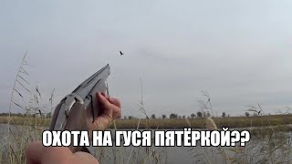 Охота на гуся пятёркой??