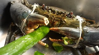 1匹3万円⁉︎ヤバイ！挟まれたら1発アウトの幻のカニがヤバ美味すぎる...[捕獲シーンあり]