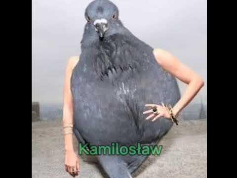 Голубь курлык
