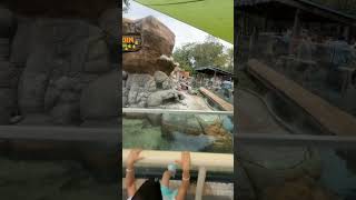 Penguin Island Magic 🐧 | Adventure Aqueduct NJ | Cutest Penguins Ever!” #trend #shorts #reels #fyp