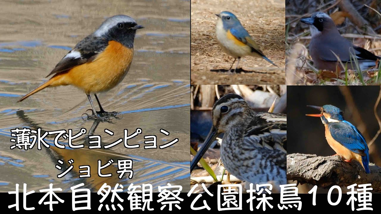 2月21日 氷上のジョウビタキ ルリビタキもチョイ出演 北本自然観察公園探鳥