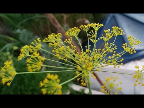 Vídeo: Aprenda a cultivar plantas de endro