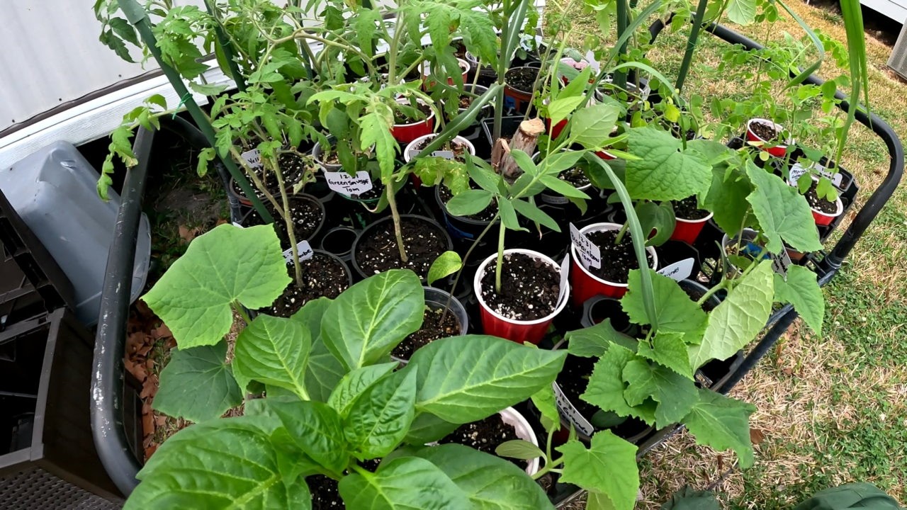 FIRST NIGHT OUTDOORS NEW PLANTS