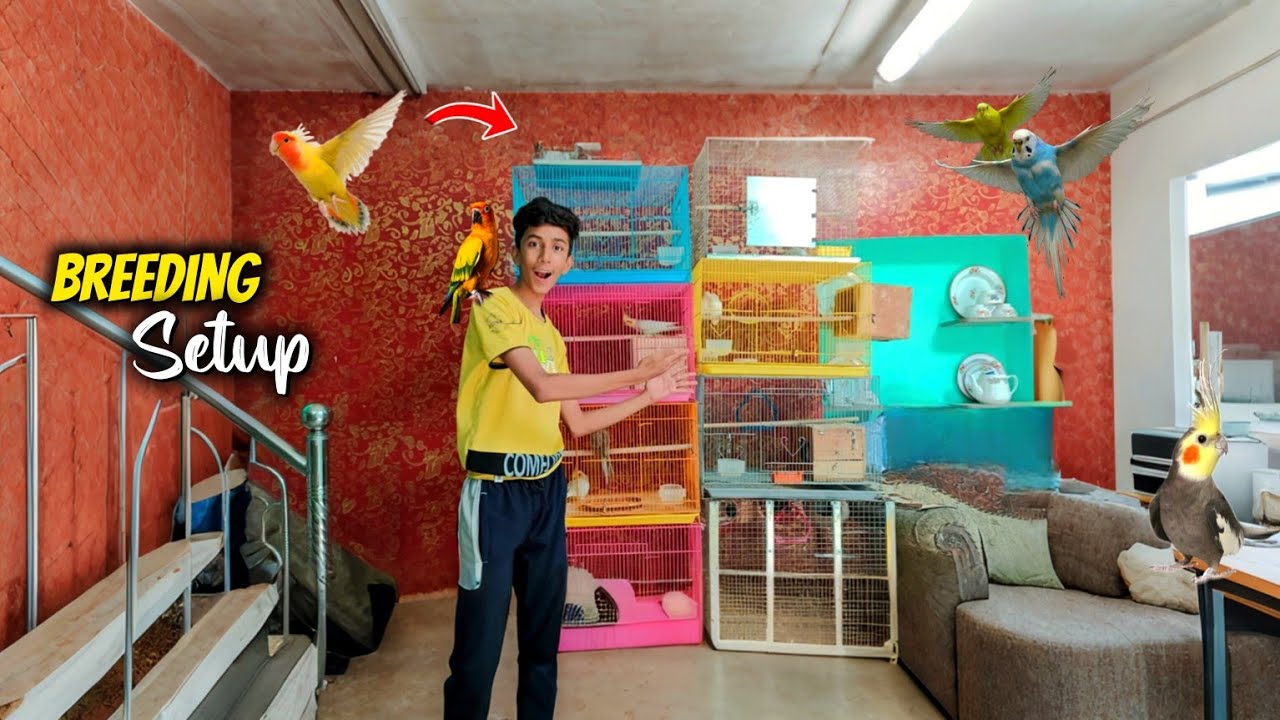 “Mini Zoo Breeding Setup 🤩|| All Breeding Boxes Update 2025”