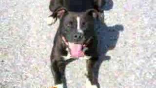 Gremlins Apbt- Kennel