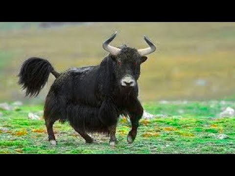 This Wild Bull Is Feared By the Entire Animal Kingdom