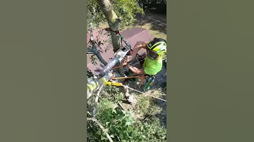 Using a speed line to remove limbs from a tree