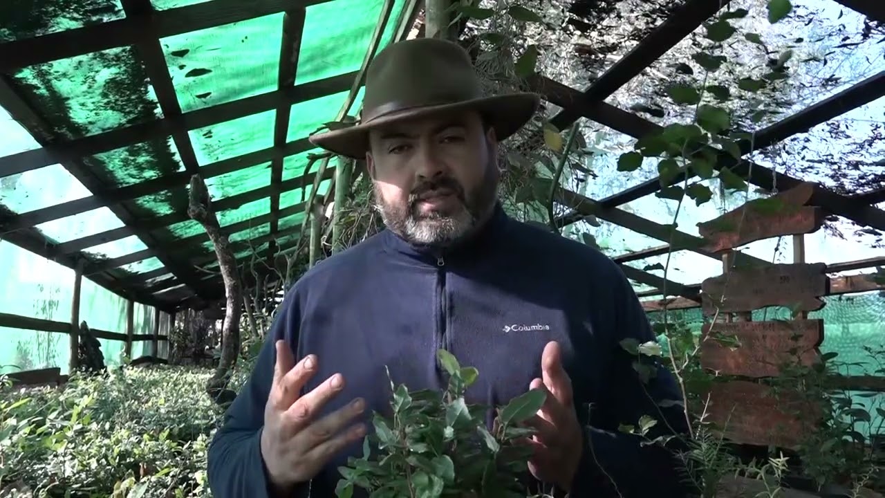 EL PEUMO ÁRBOL SIEMPREVERDE