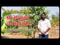 శ్రీగంధం సాగులో నేను చేసిన పొరపాట్లు | Srigandham Cultivation Host Plants Selection In Telugu 2021