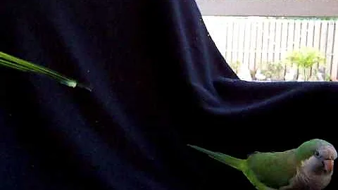 Quaker Parrots Male & Female Finally Getting Along