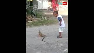 Indian Monitor Lizard Attack on Kid || Monitor Lizard || Ghorpad || Monitor Lizard Attack #Shorts