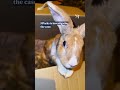 23 rabbits allegedly abandoned in Seletar; 4 have died