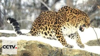 Дальневосточный леопард из приморского заповедника отправился в зоопарк Москвы Дальневосточный леопард из приморского заповедника отправился в зоопарк Москвы