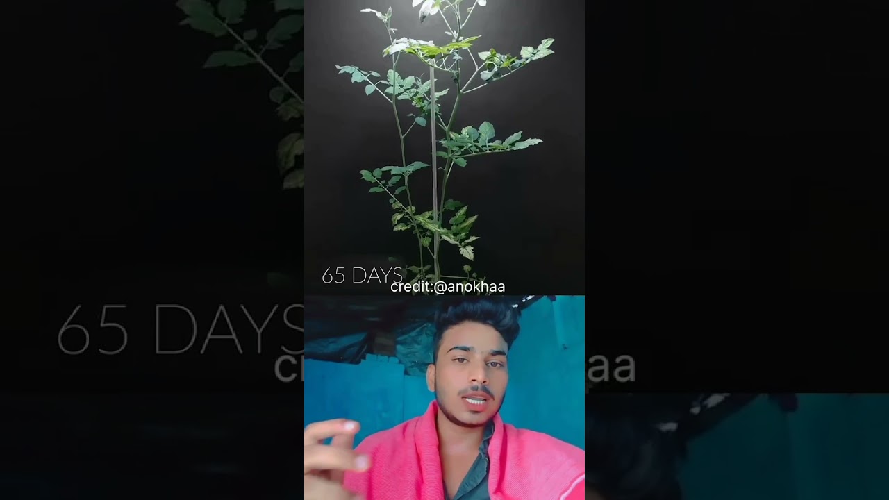 Tomato plant transform from flower to Fruit Time-Lapse 