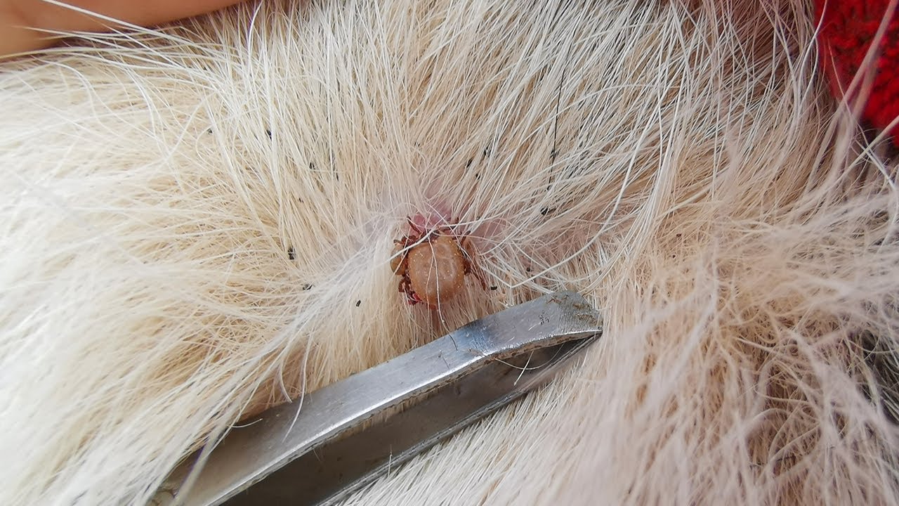 Dog Ticks Remove Easy And Fast Way To Remove All Ticks From Poor Dog