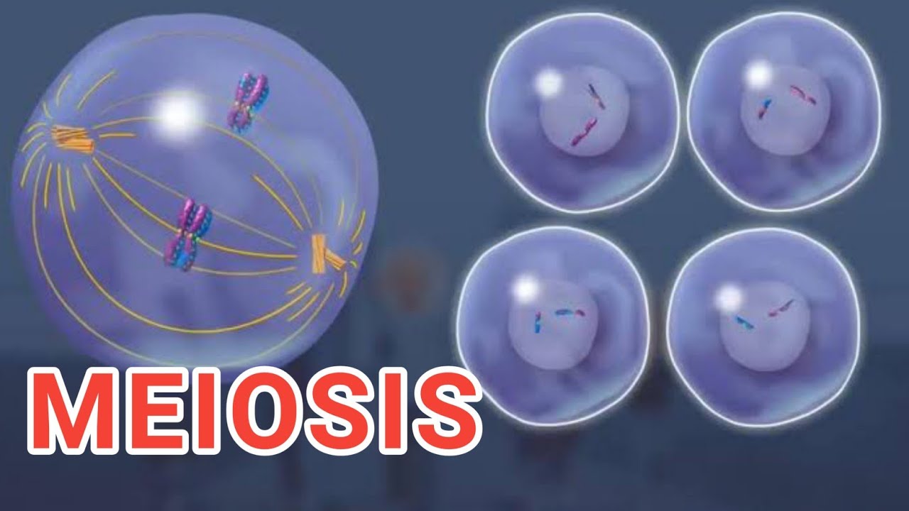 MEIOSIS - 3D | Cell Division | Cell Cycle - YouTube