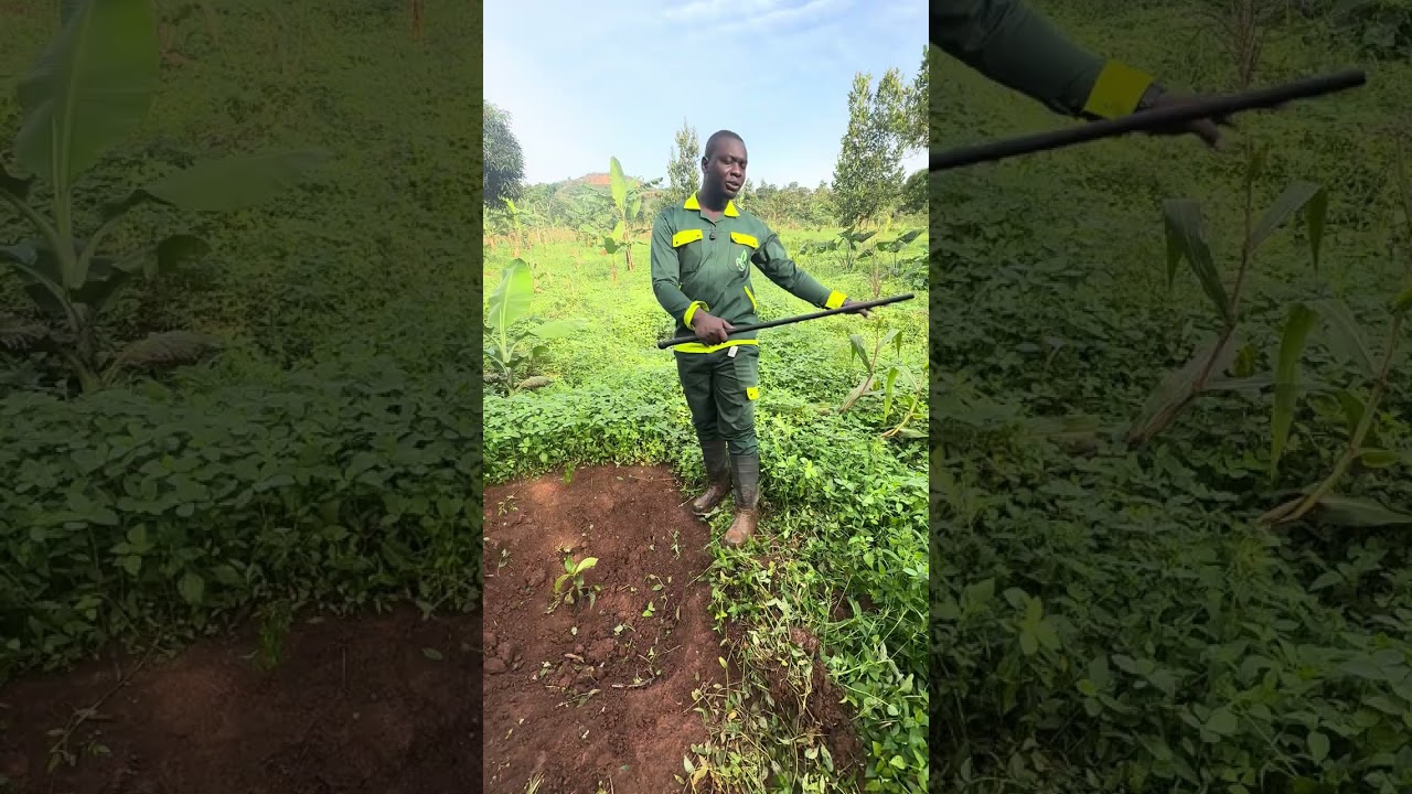 COFFEE ADVICE AND FARM SERVICES +256783195949 +256753482025