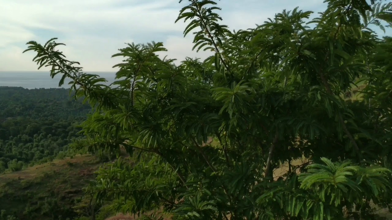 Bali trail run Pemuteran