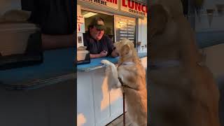 Funny dogs! 🐶🐾🐶🐾🐶🐾/ Смешные собаки! 🐶🐾🐶🐾🐶🐾