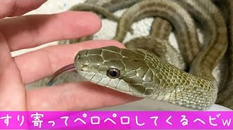 アオダイショウ Youtube