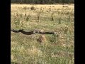 Snake on a fence