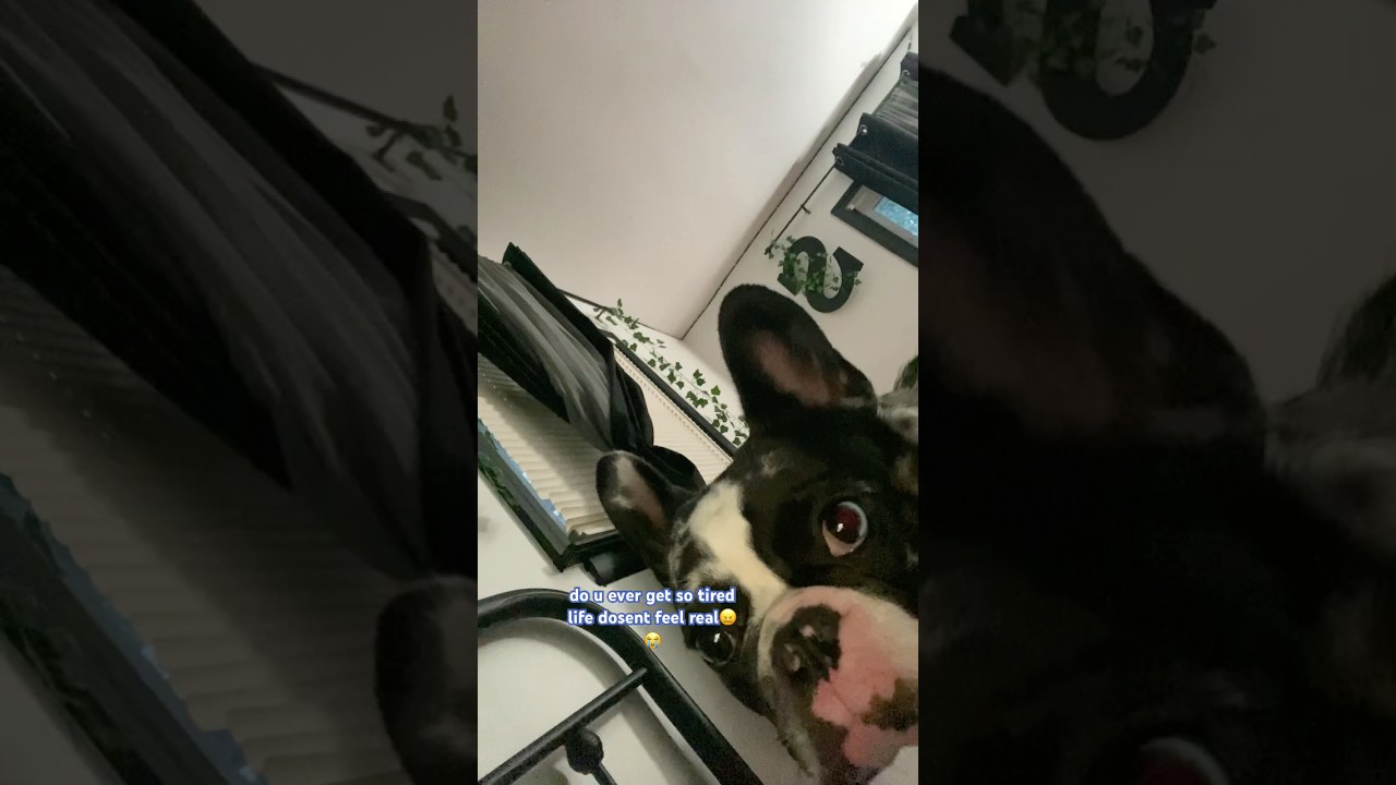 #foryou #relatable #doggie #fypシ゚viral #tired #tiktok