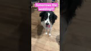 my dogs get married tomorrow! #dog