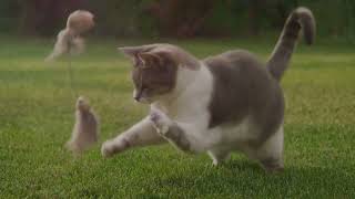 Furry Friends Unite  The Fetching Tale o 2024 02 06 by PetPalsTV453 17 views 2 months ago 9 minutes, 6 seconds