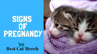 How to Tell if your Cat is Pregnant (5 signs)