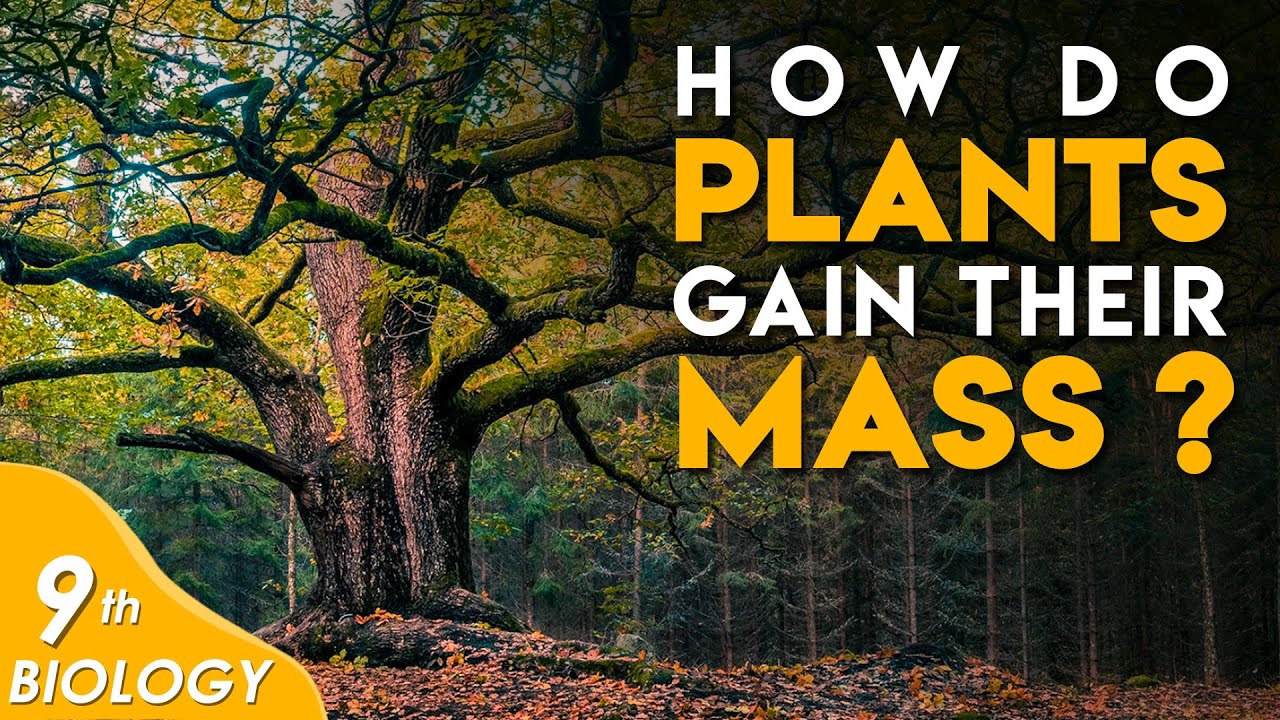 How do plants gain their Mass? Chitti YouTube