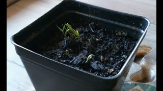 Green chilli germination - 2 days time lapse