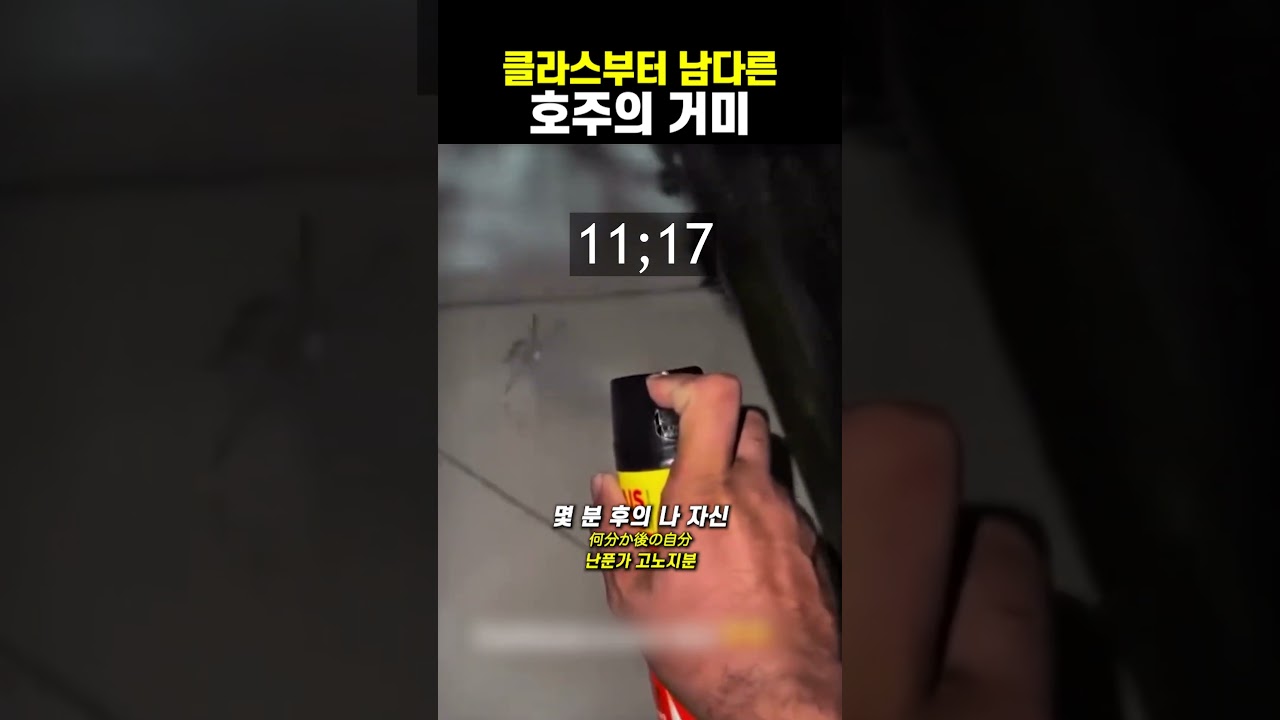클라스부터 남다른 호주의 거미