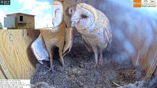 Information The barn owl fledglings are so majestic and beautiful from the LIVE Barn Owl Florida Cam 1 Update