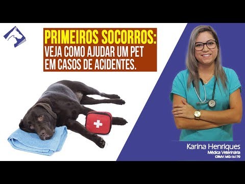 Vídeo: Meu cachorro foi atingido por um carro. O que eu faço?