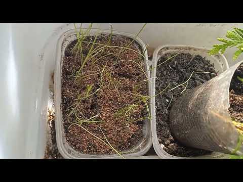 Покупки из Светофора/рассада на 3.04.2026